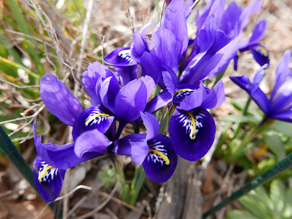 Short-statured Iris reticulata is a natural fit for rock gardens.