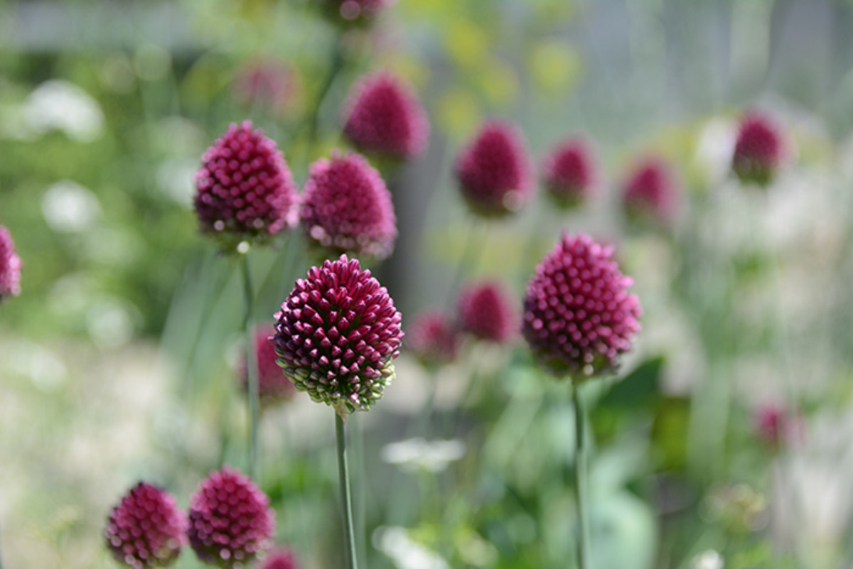 Drumstick allium, photographed beginning to bloom in mid-July in Maine.