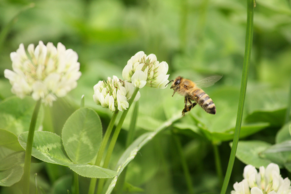 White clover is a flowering plant for the bee lawn.
