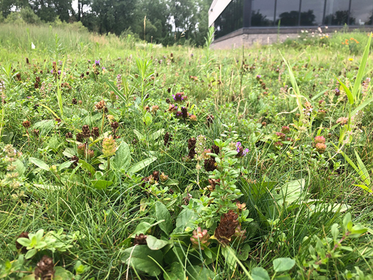 A bee lawn developed by UMN's Dr. Eric Watkins relies on a fine fescue grass base, with mower-tolerant flowering plants mixed throughout. Photo by Hanna Ramer. 