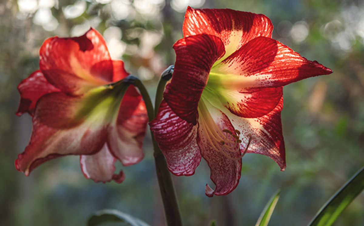 Planting and Growing Amaryllis to Flower for the Holidays - Horticulture