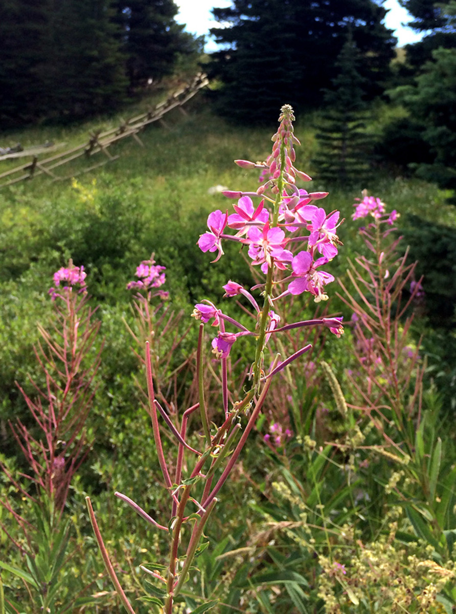 Fireweed is a beneficial plant despite its "weed" status.