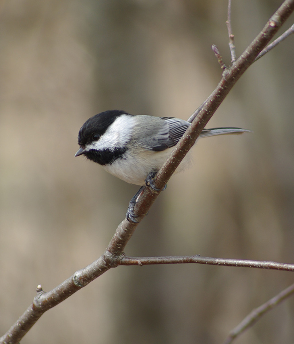 A black-capped chickadee needs many thousands of caterpillars to feed its young.