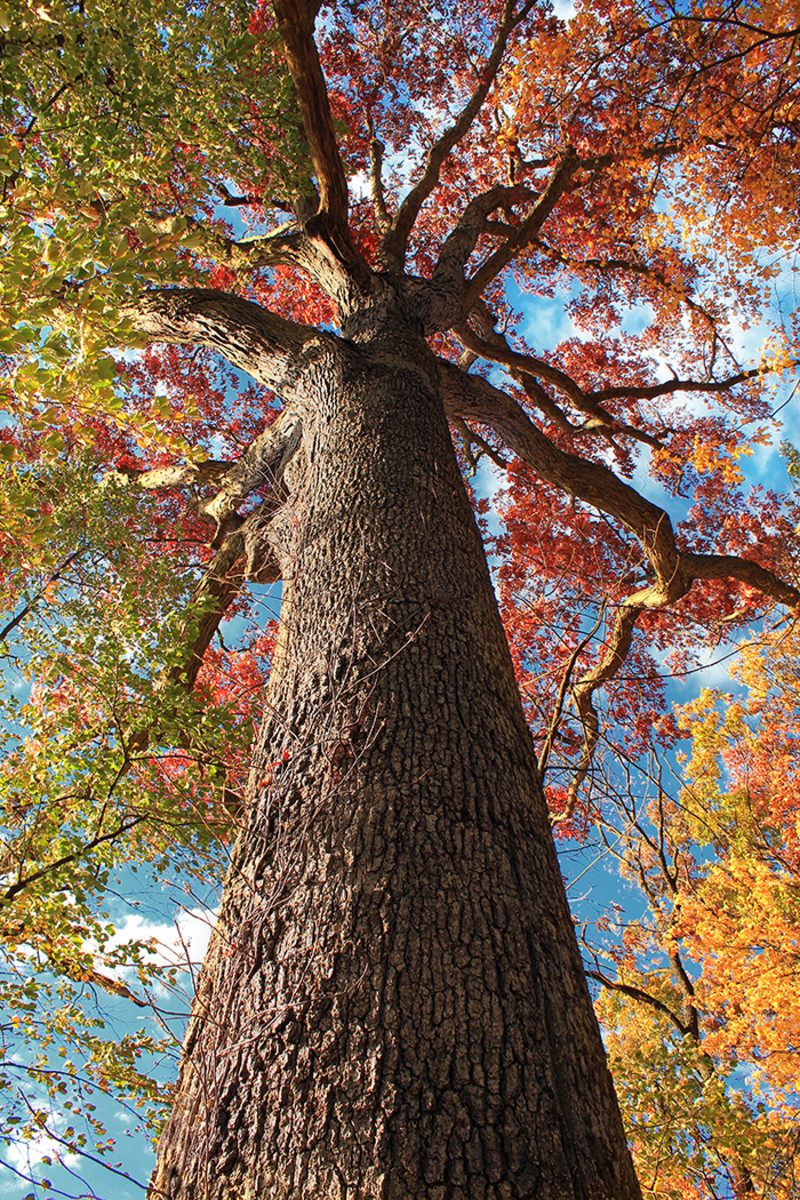 A white oak (Quercus alba) sequesters carbon, feeds wildlife and absorbs rainfall.