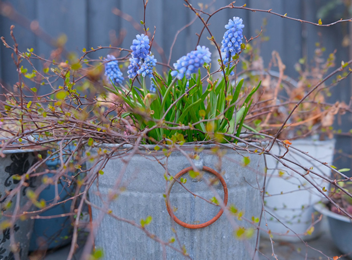 Potted grape hyacinth in bloom.