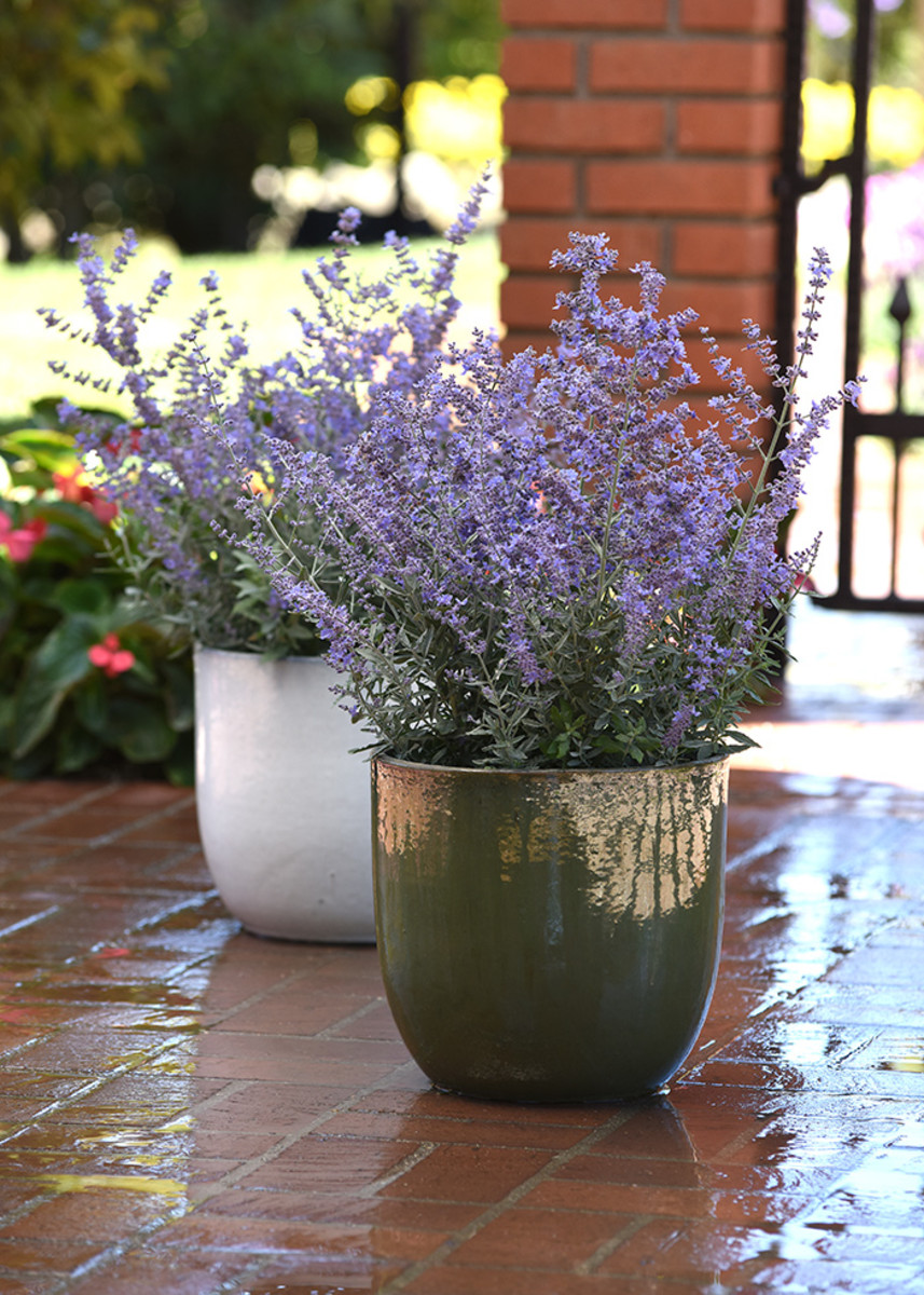 Bluesette Is a Compact Russian Sage for Small Gardens and Containers -  Horticulture