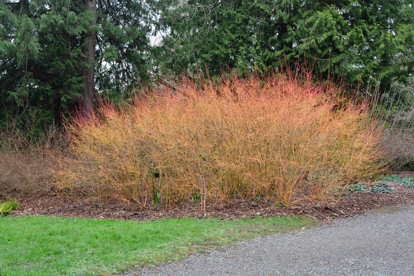 Dogwood photo by Joe Mabel/CC BY-SA 4.0