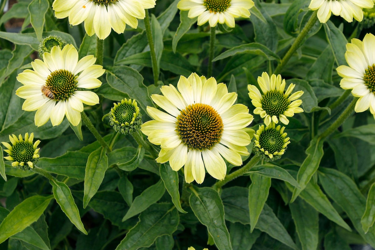 Green Flowers Make an Interesting Addition to the Garden