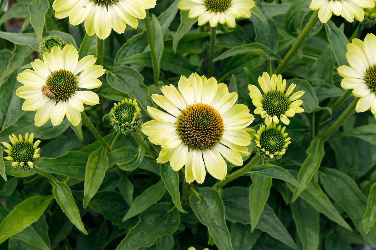 Green coneflower