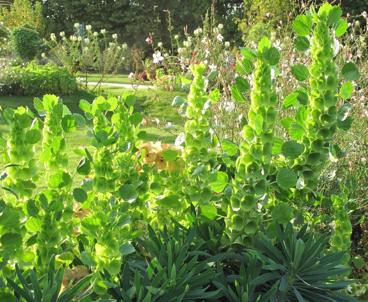 Spikes of green flowers called bells of Ireland