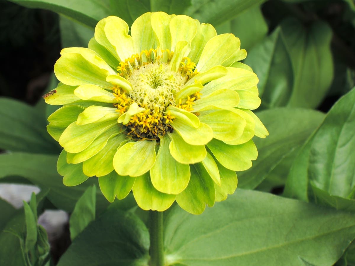 Green flower of zinnia