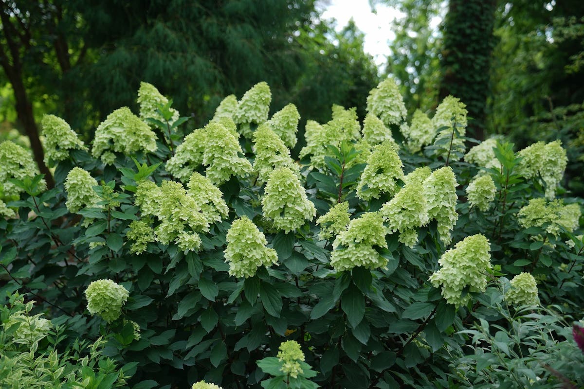 Large green cone-shaped flowers of Limelight Prime hydrangea.
