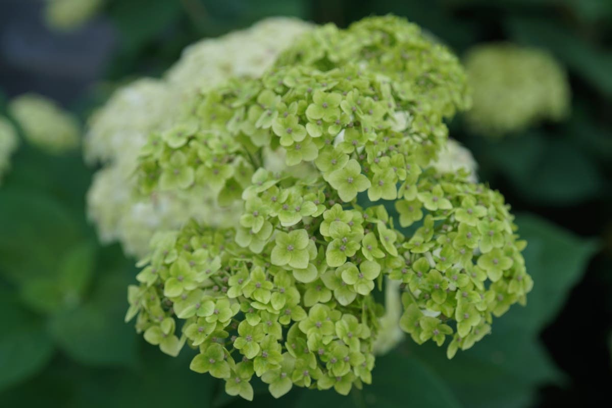 Hydrangea Sublime blooms in clusters of small green flowers.