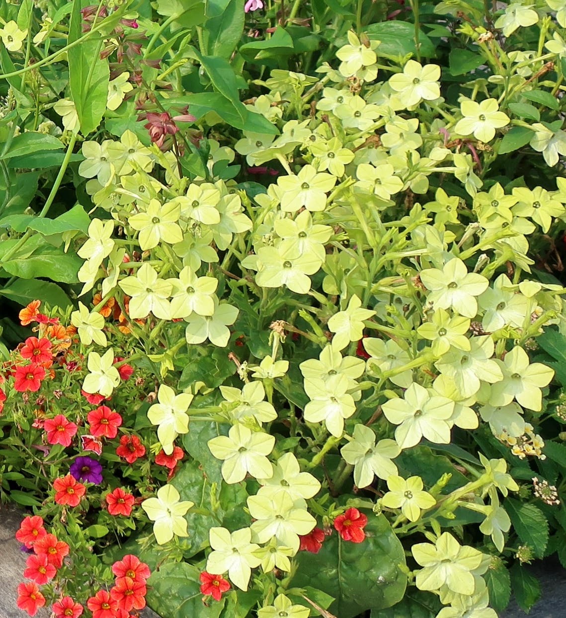 Green flowers of nicotiana