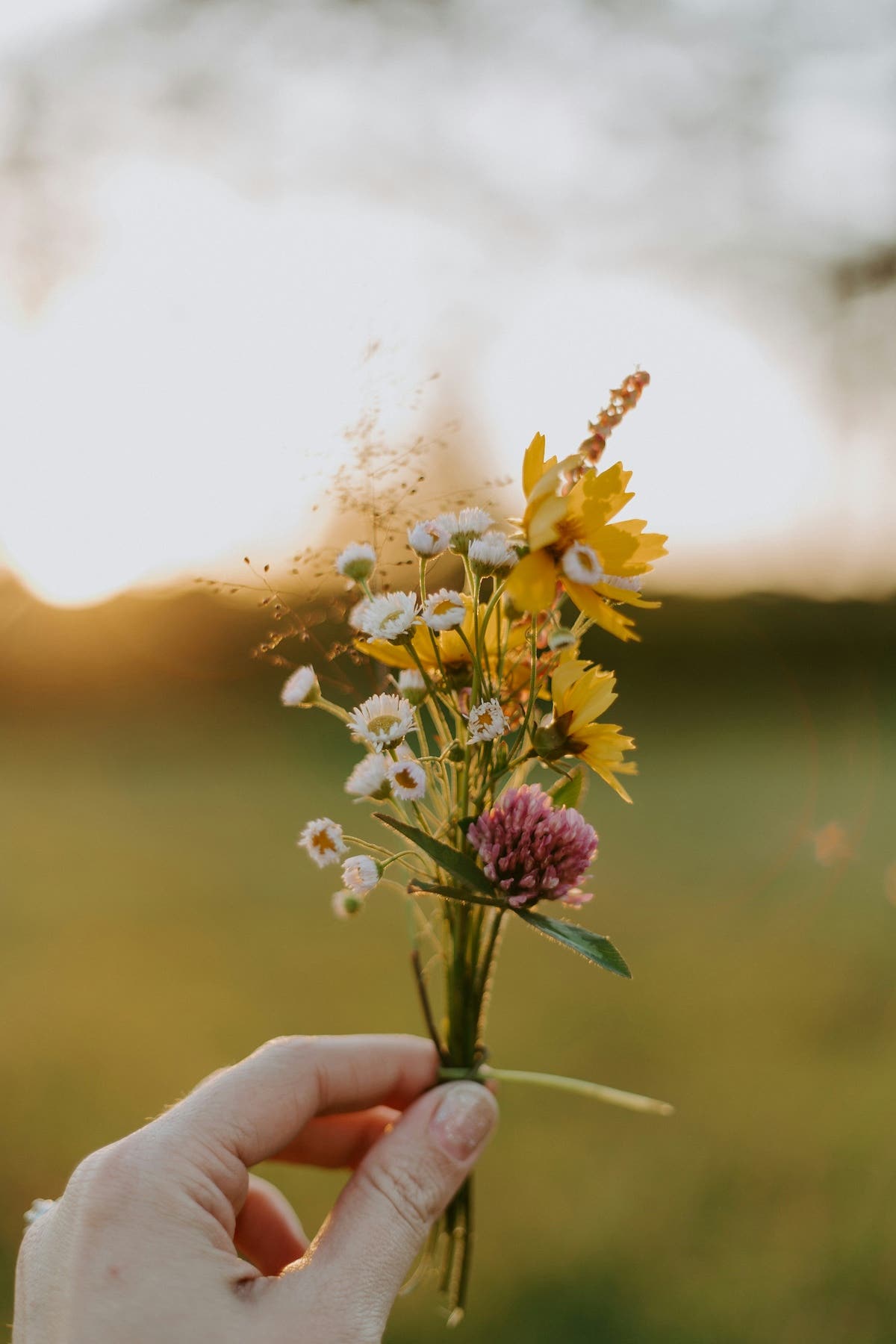fresh cut flowers
