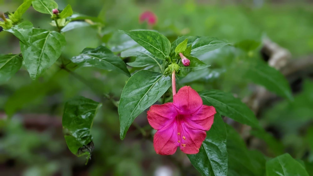 Pink flower of four o'clocks