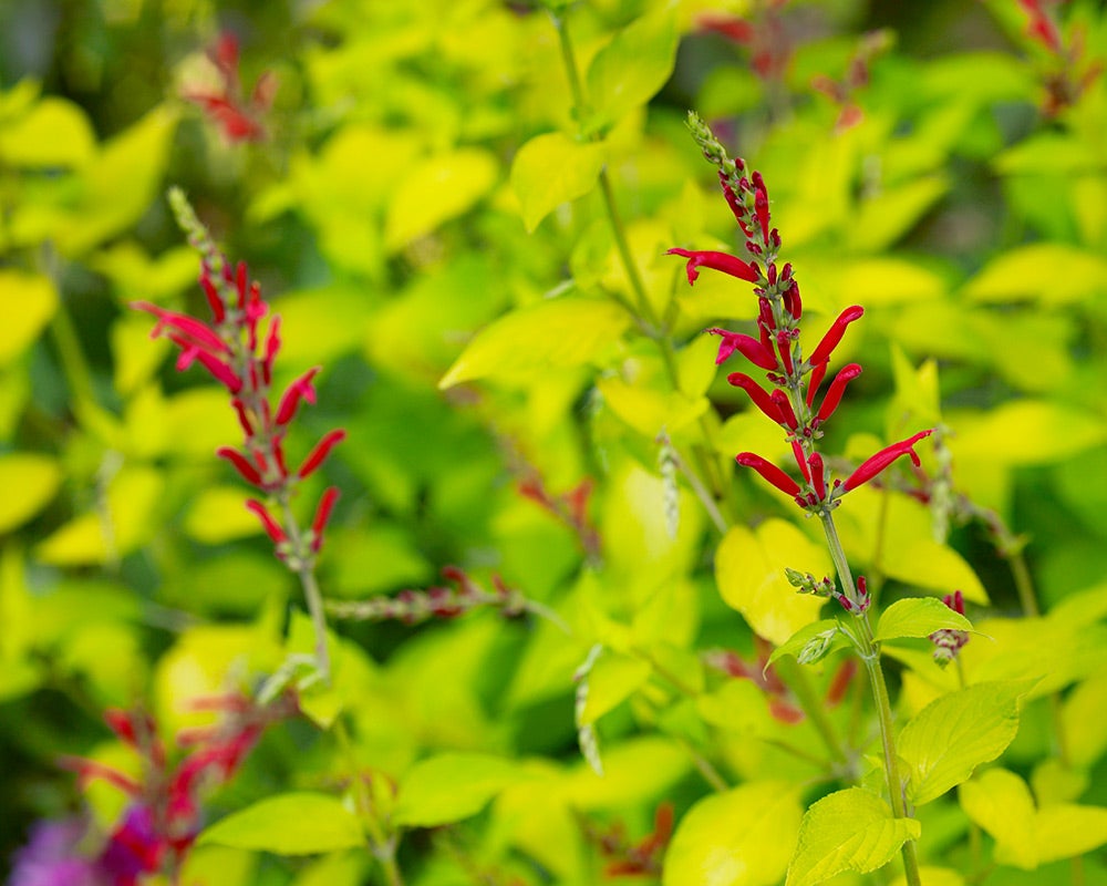 Pineapple sage with bright gold foliage and red tubular blooms