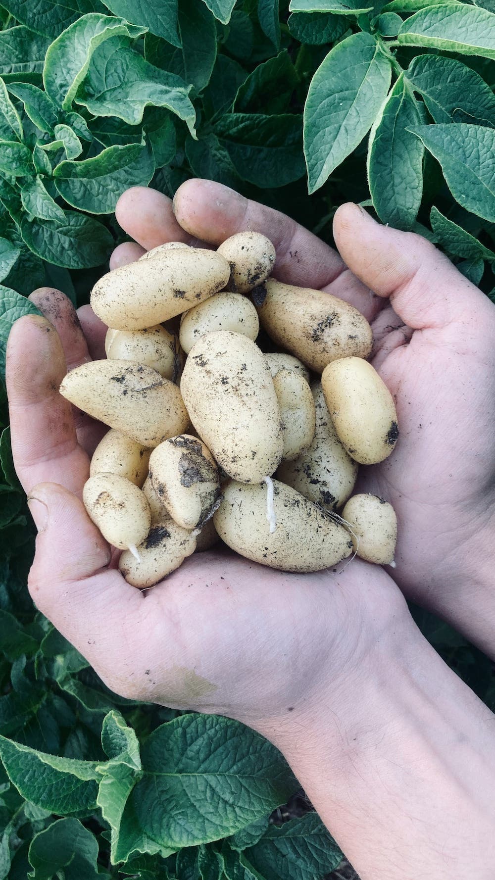 A handful of homegrown potatoes