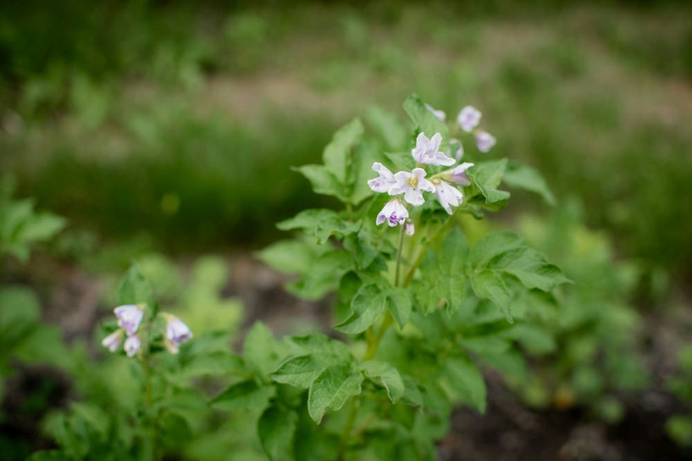 A potato plant in bloom