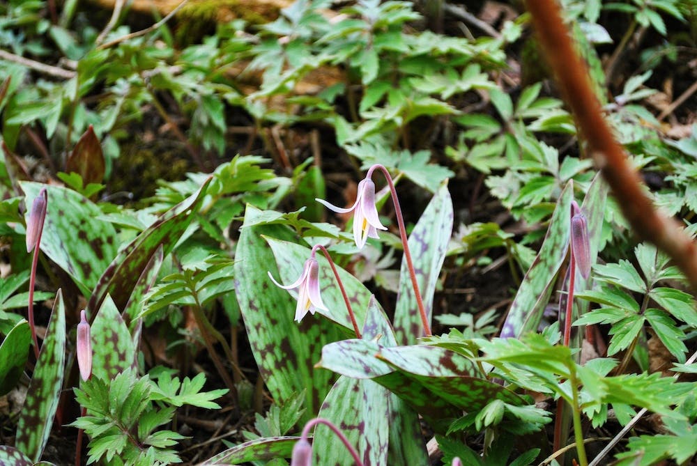Bell-shaped pink flower over striped leaves of white trout lily or Erythronium albidum