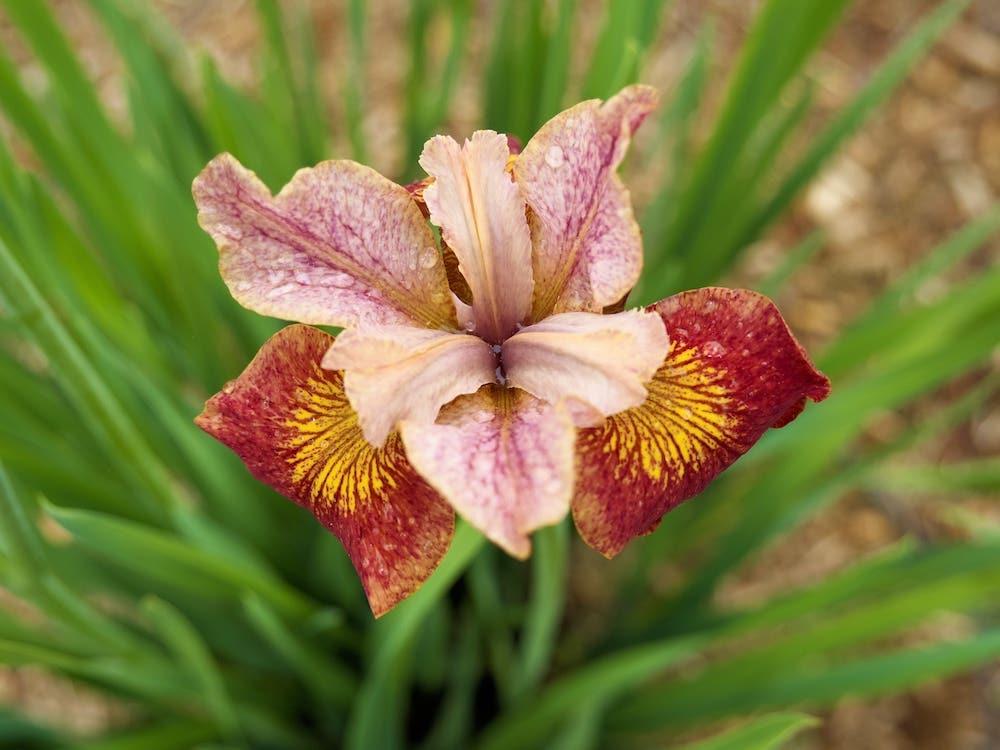 Pink and orange flower of Siberian iris Paprikash