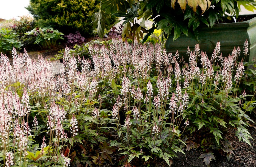 Spiky pink flowers bloom from Tiarella 'Sugar and Spice'