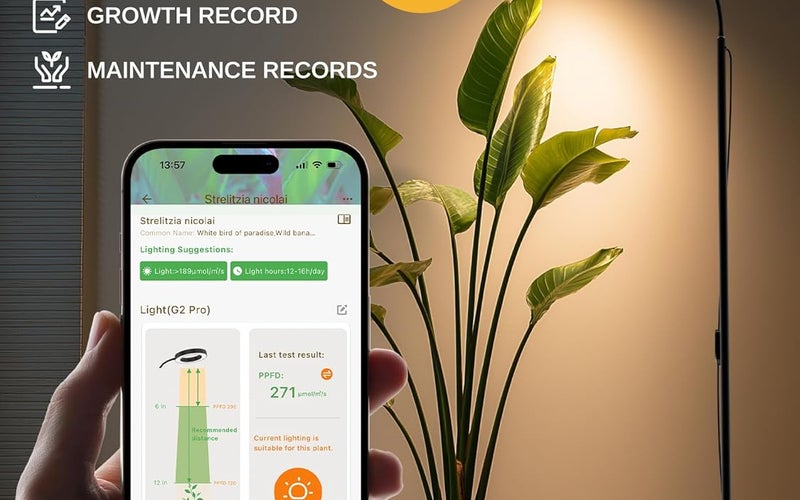 81FQTkBbrKL._AC_SL1500_