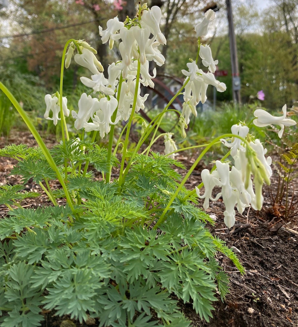 White heart-shaped flowers and fringed foliage of Dicentra Titanium