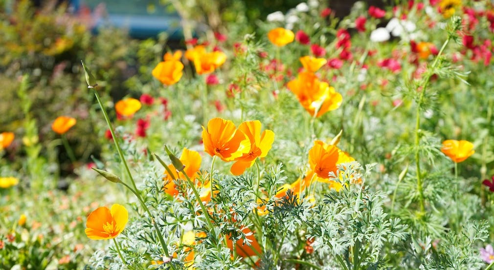Orange flowers of California poppy