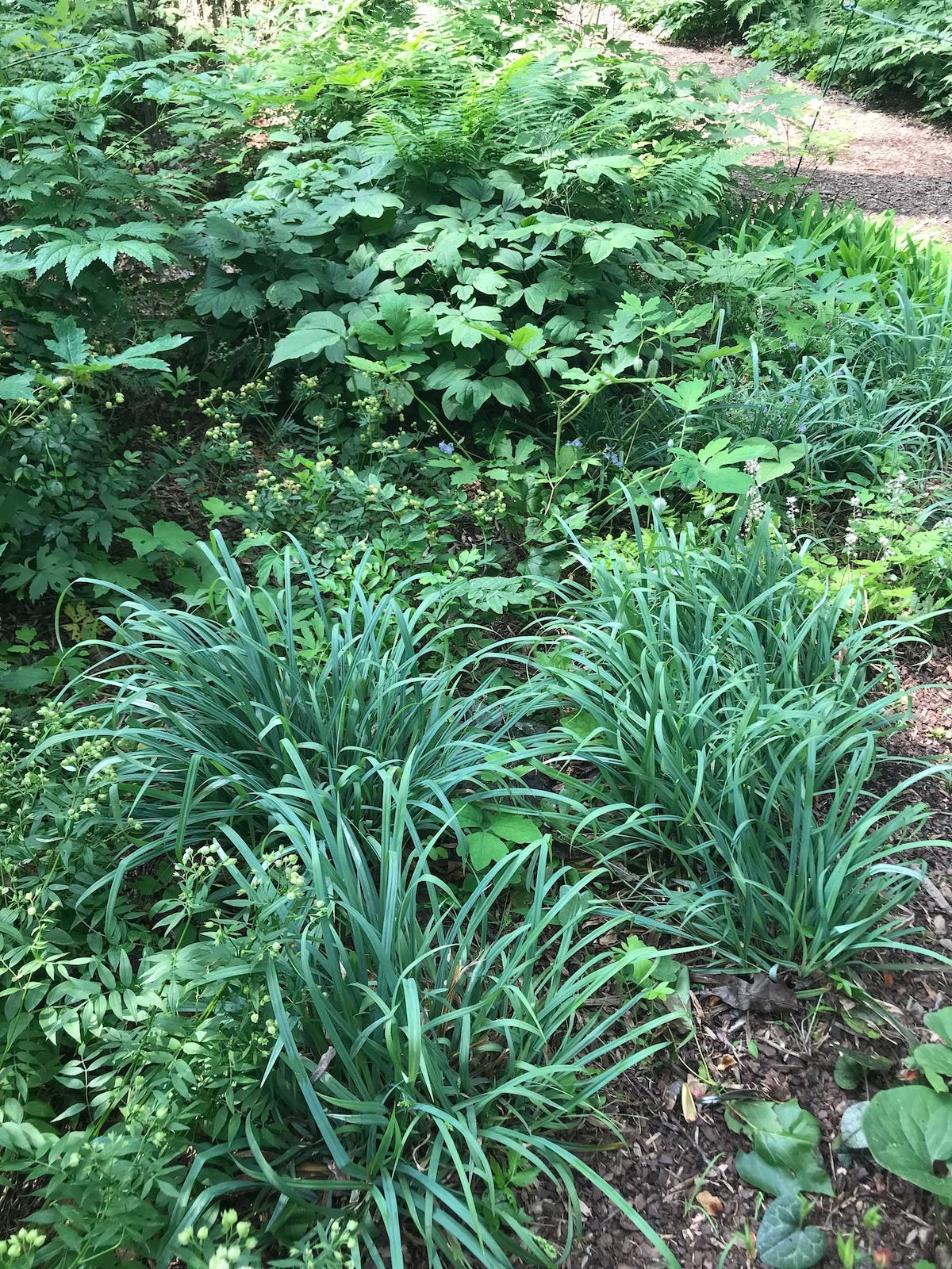 Bunny Blue sedge growing in a garden with other perennials.