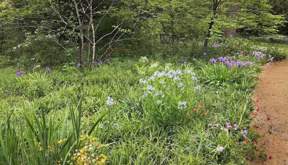 Sedge mixed with flowering perennials.