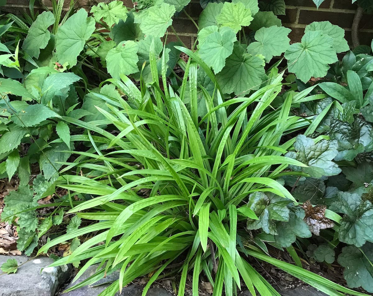 Carex and heuchera in a shade garden