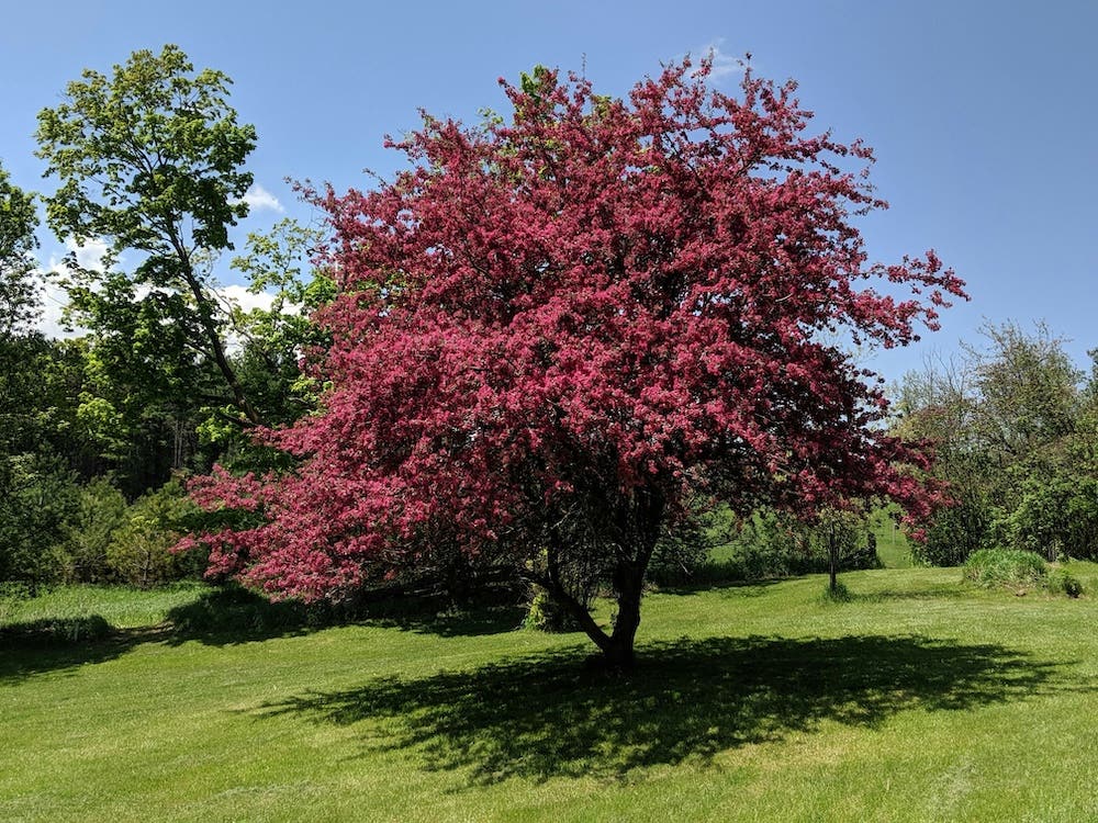 A crabapple tree blooms in spring