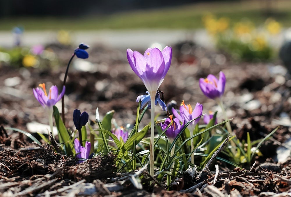 Purple flower of crocus blooming in spring