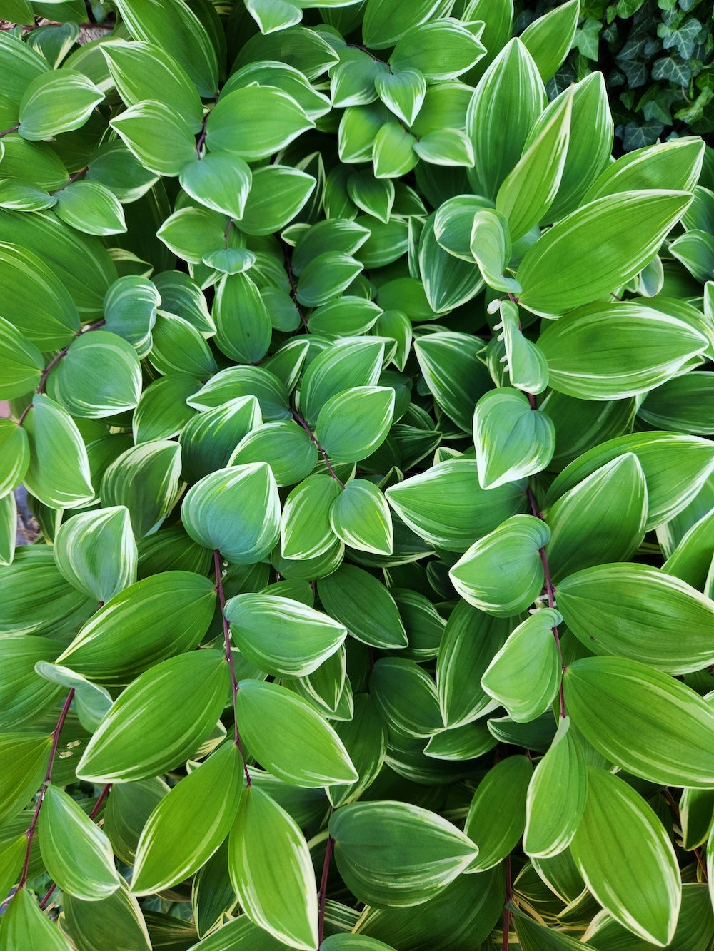 Green and white leaves of Solomon's seal