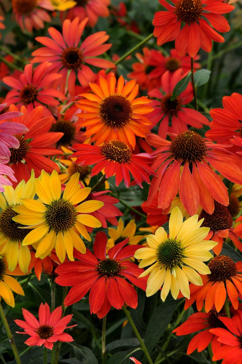 Yellow, orange and red daisy-like flowers bloom on 'Cheyenne Spirit' coneflower.
