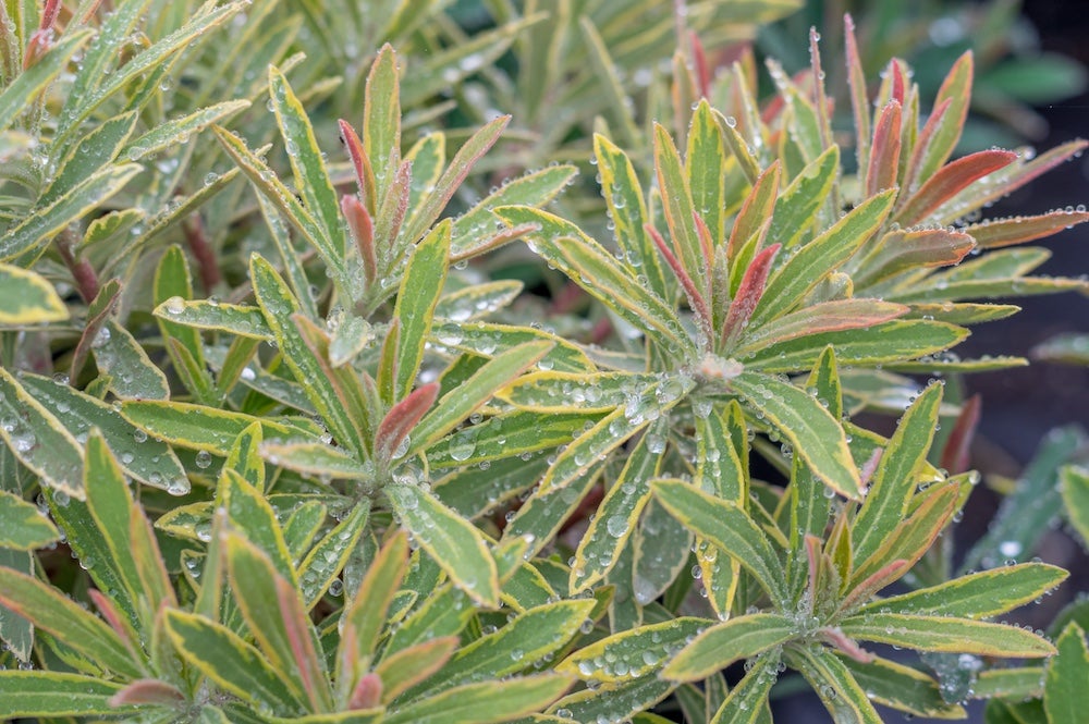 Multicolored leaves of Euphorbia 'Ascot Rainbow'