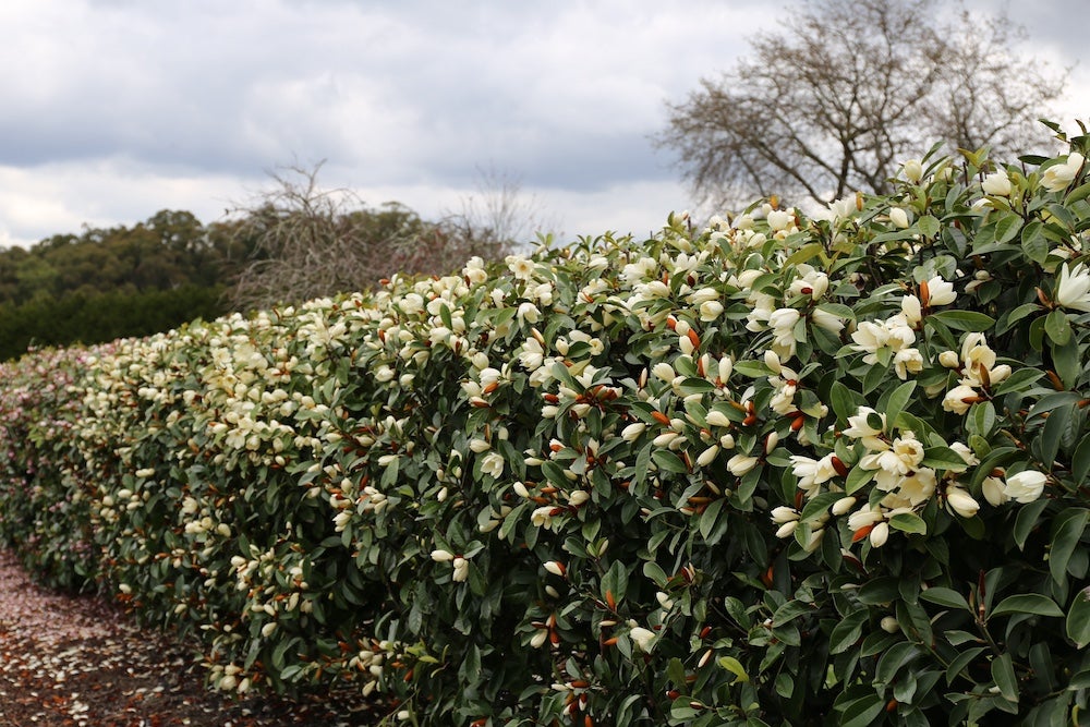 Magnolia hedge with white flowers