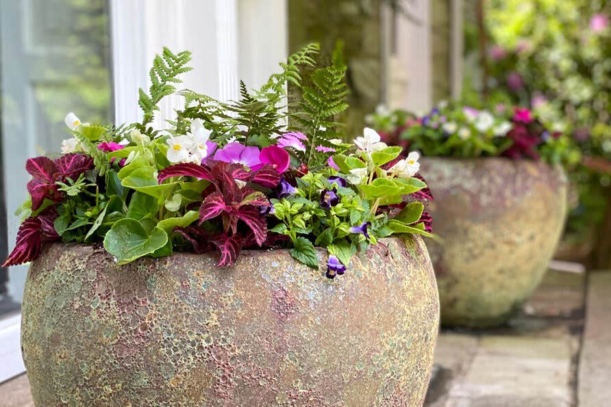 Create Annual Planters that are Dramatic and Full of Color ...