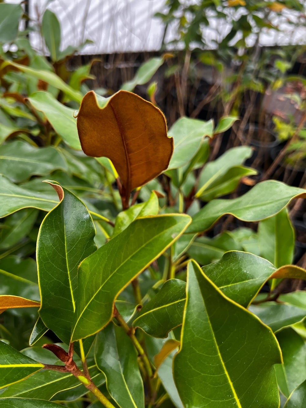 Green leaf with brown underside, seen on Magnolia Kay Parris.