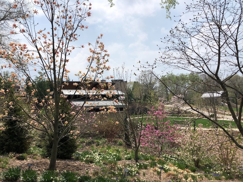 magnolia trees blooming in spring at Green Bay Botanical Garden