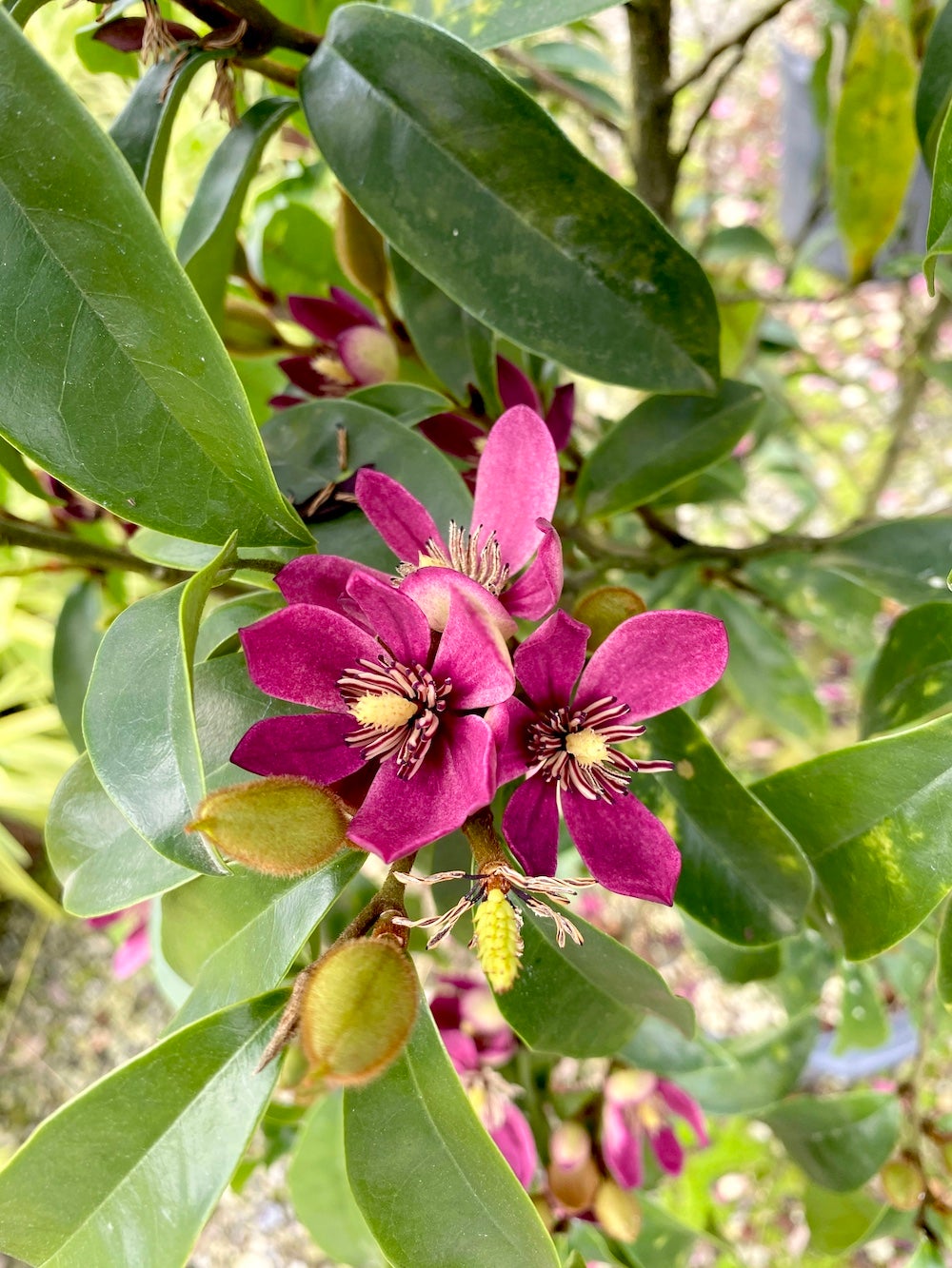 Pink flower of Magnolia Stellar Ruby