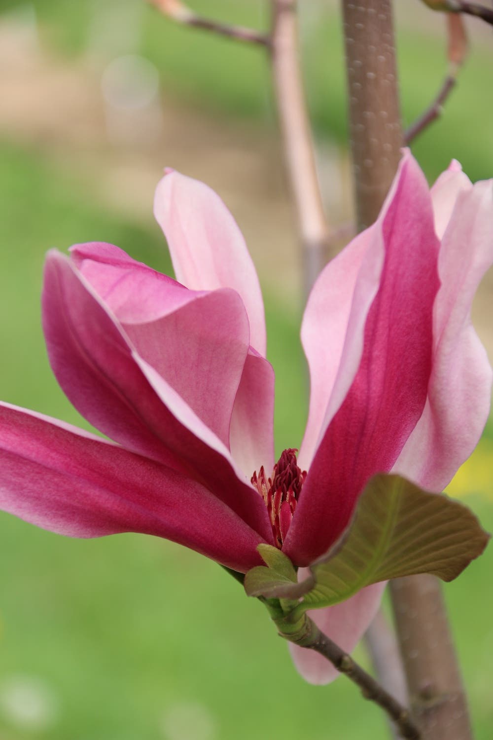 Pink flower of Mercury magnolia