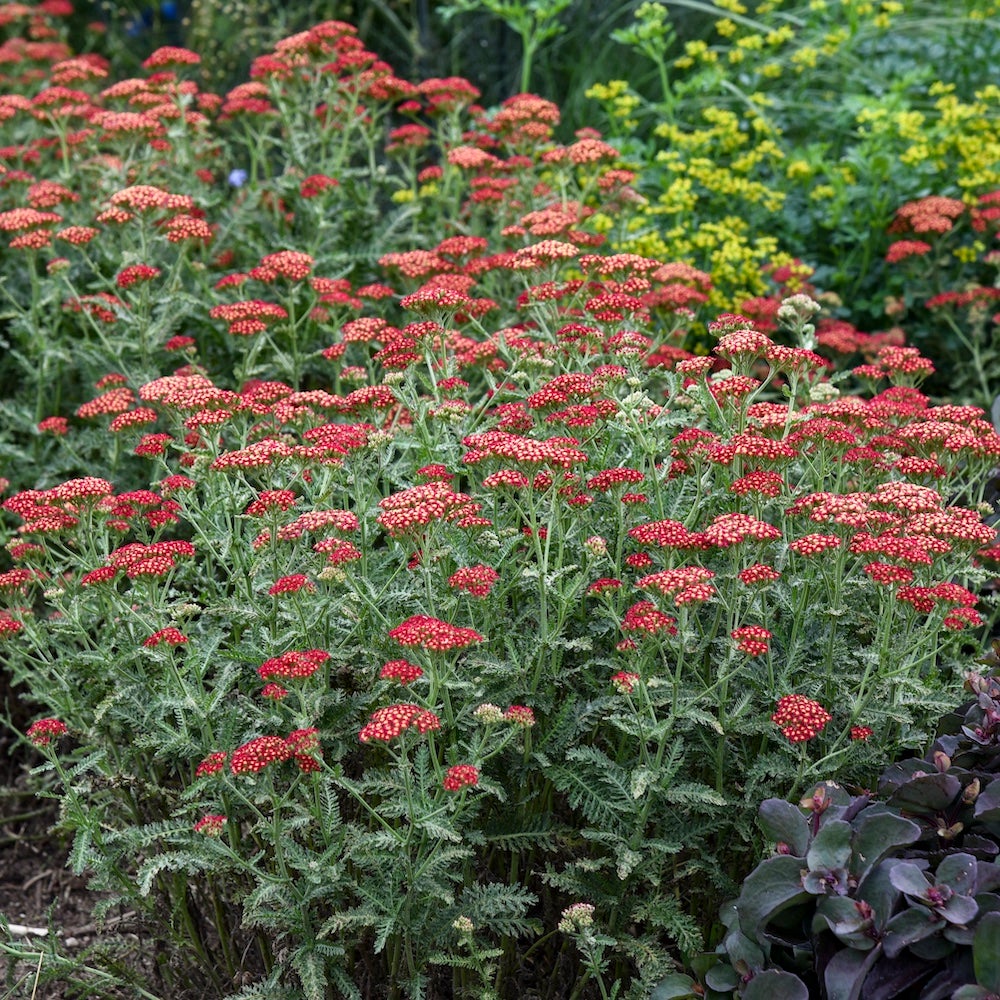 Red flowers and gray-blue leaves of Sassy Summer Sangria yarrow