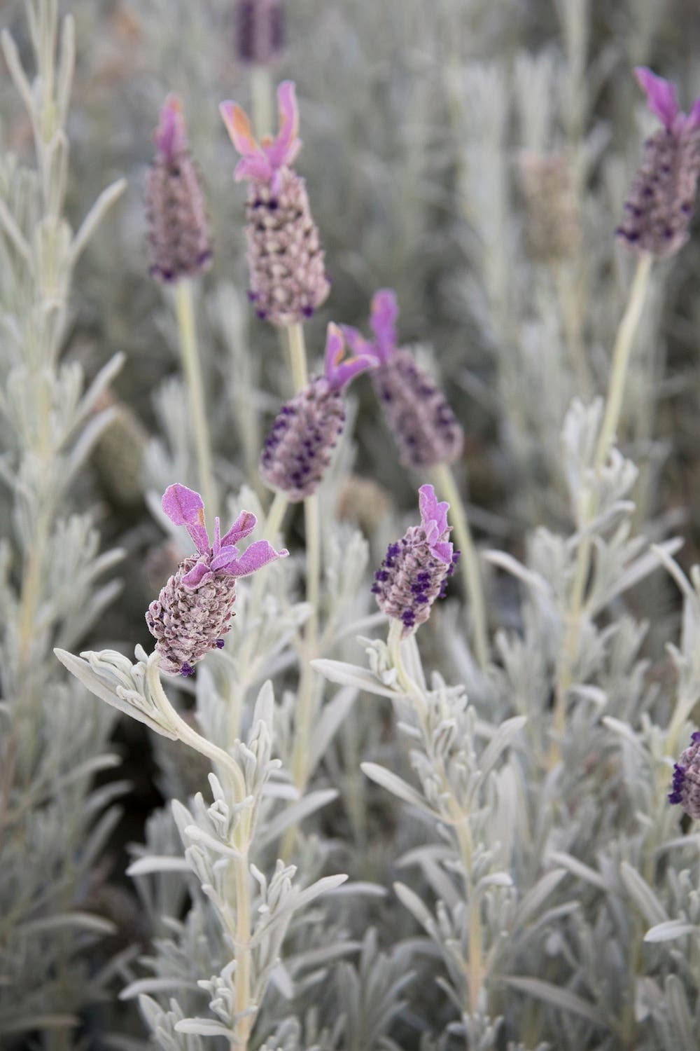 Silver leaves and purple flowers on 'Silver Anouk' lavender