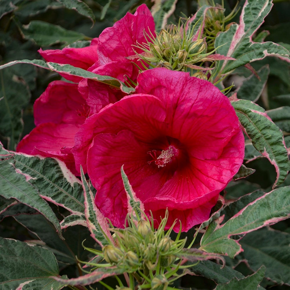 Large red flowers and pink-edged leaves on Summer Carnival hibiscus
