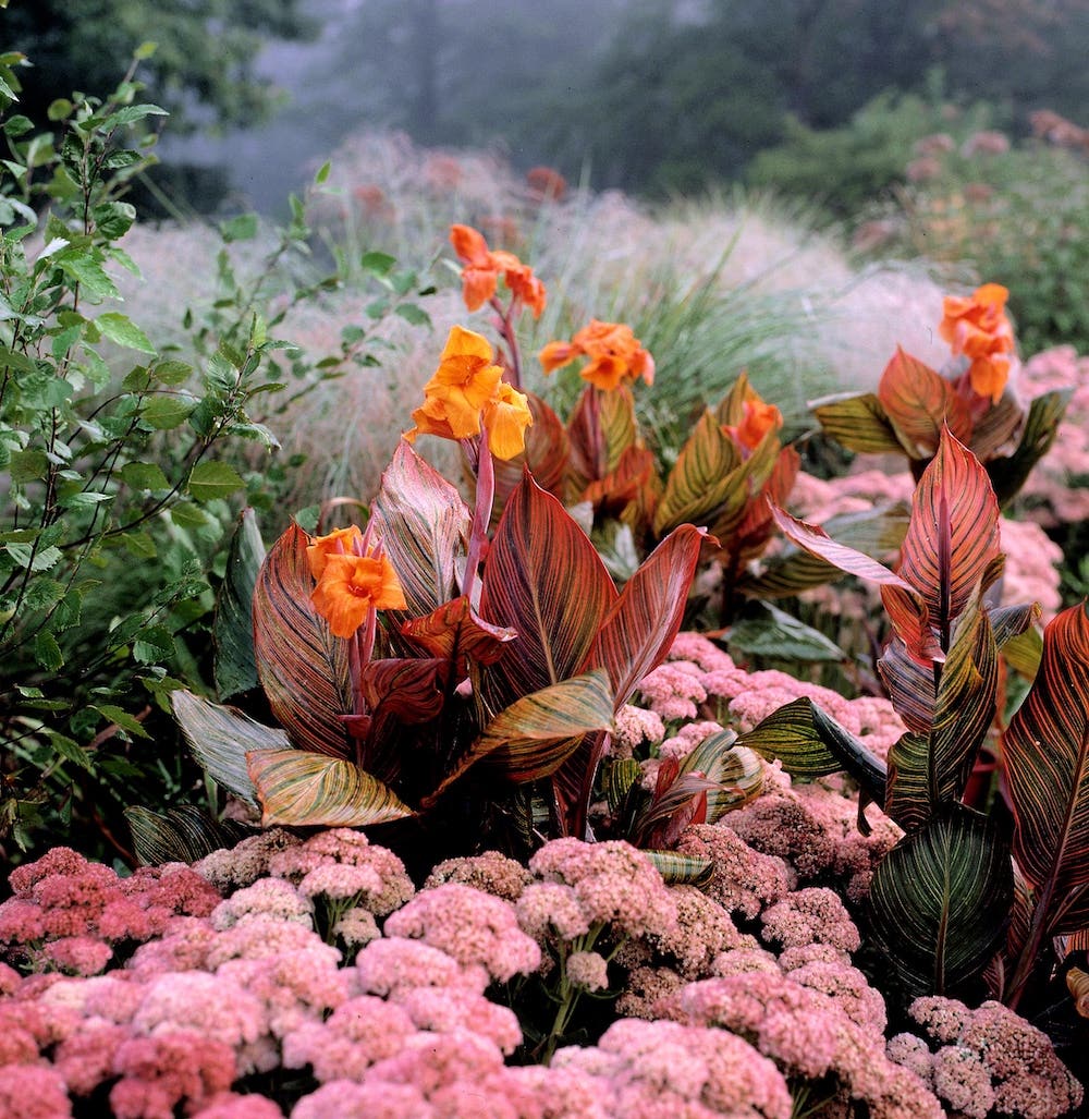 Orange flowers and red leaves of Tropicanna canna