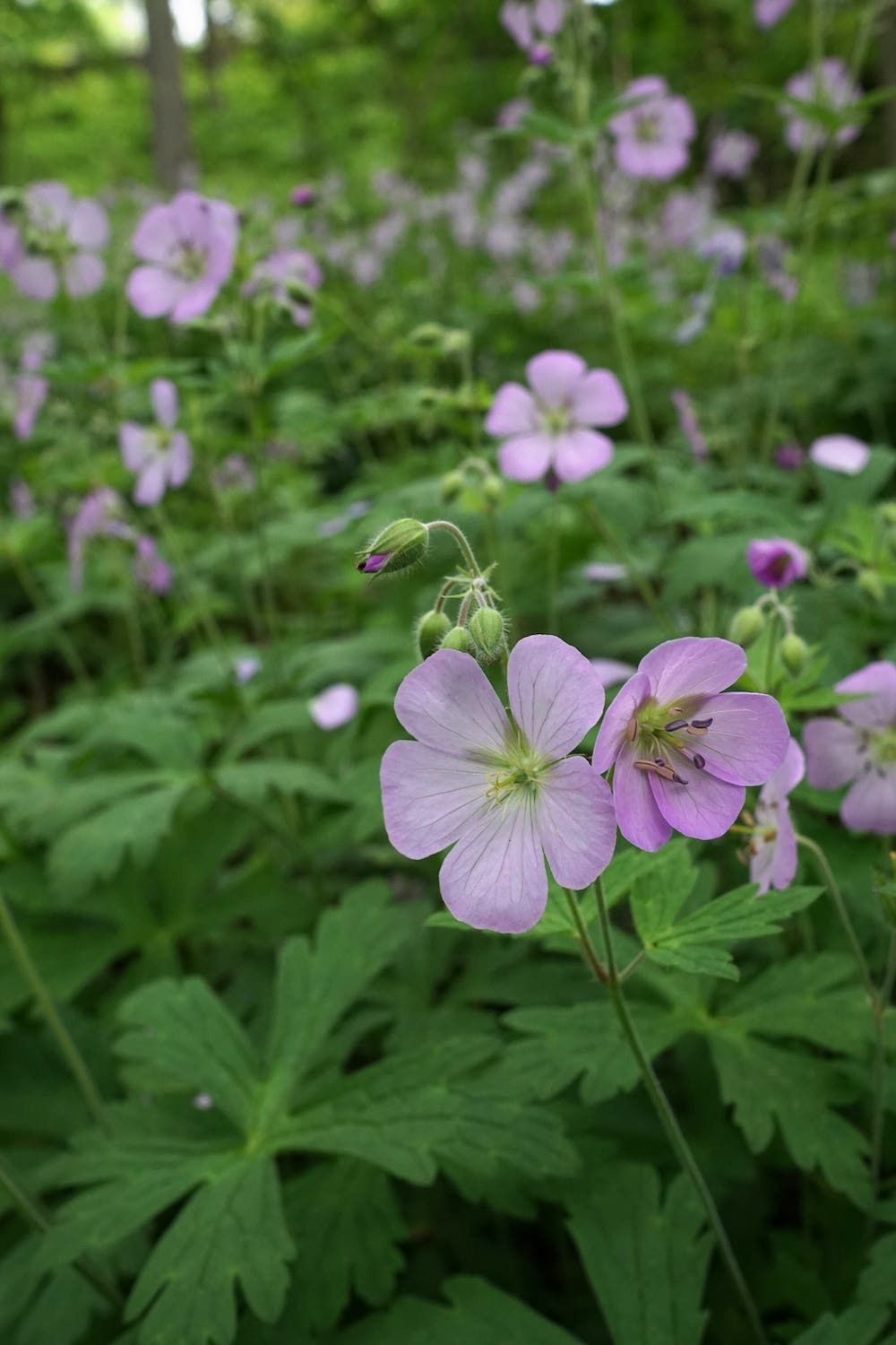 pink flower and green leaves of Geranium maculatum