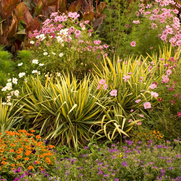 Spiky yellow-and-green foliage of Yuca 'Color Guard' among flowering plants