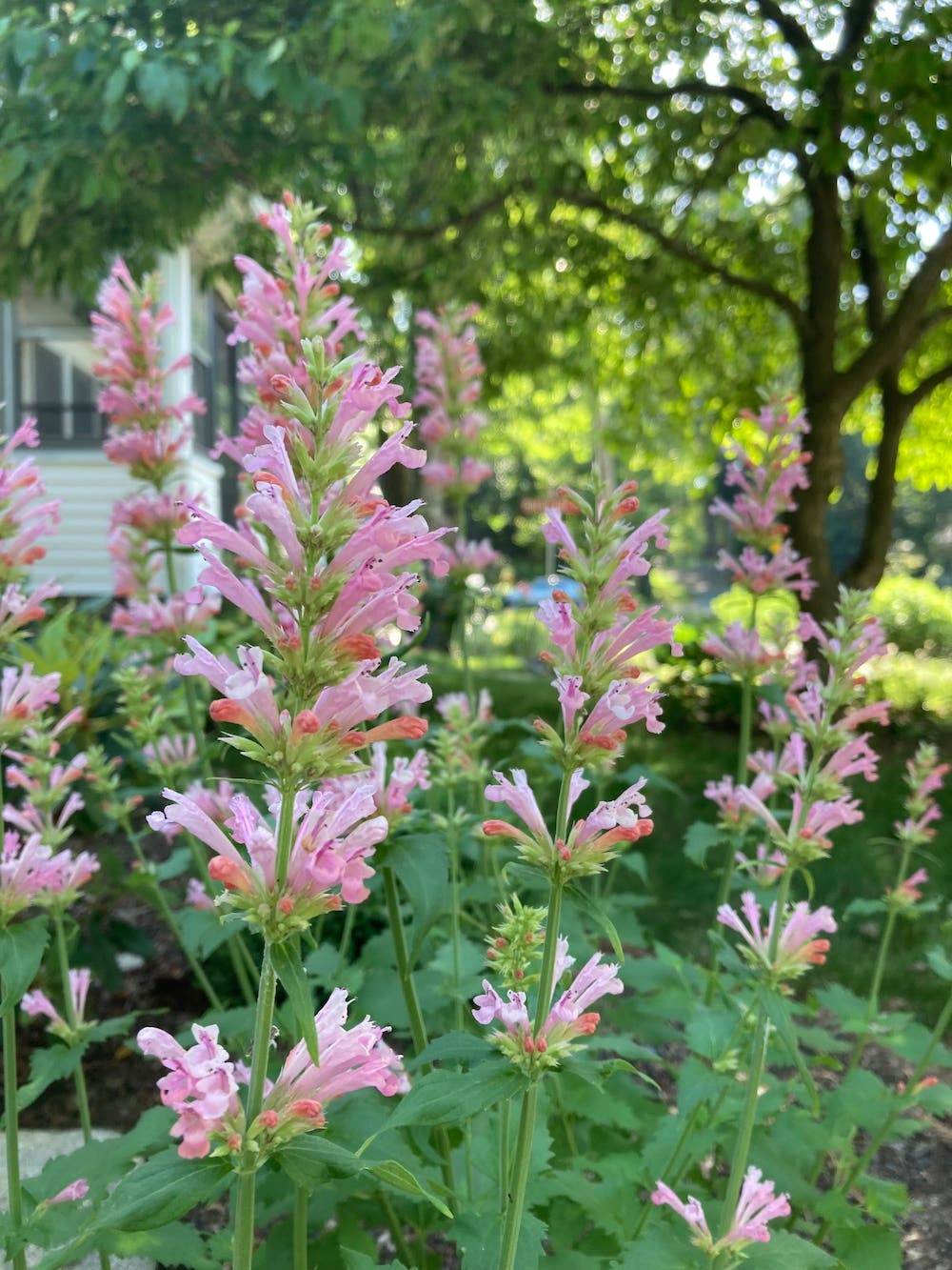 Spikes of light pink flowers opening from darker pink buds on Agastache 'Pink Pearl'